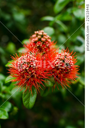 Xanthostemon chrysanthus 22618448