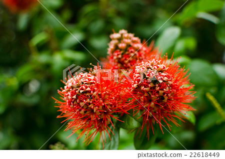 Xanthostemon chrysanthus 22618449