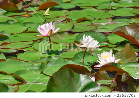 Water lily Water lily 22618702