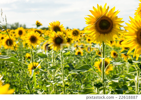 Inside suflowers field 22618887