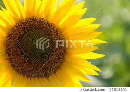 Sunflower Sunflower 22618891