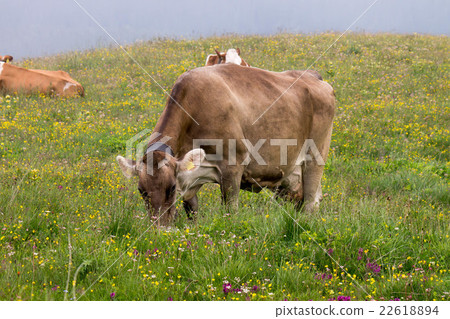 Cows grazing 22618894