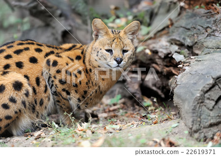 Serval cat (Felis serval) 22619371