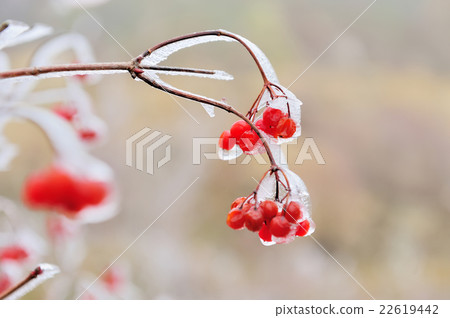 Red berries of Viburnum in the frost on a branch Red berries of Viburnum in the frost on a branch 22619442