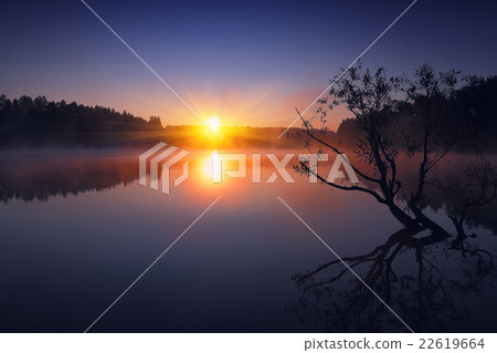 Lonely tree growing in a pond at sunrise 22619664