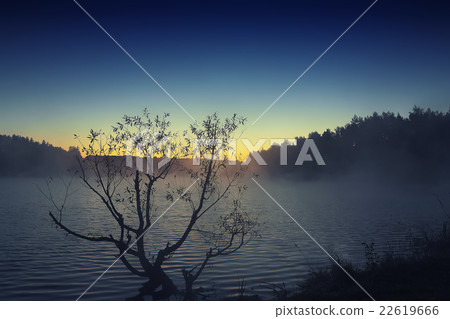 Lonely tree growing in a pond at sunrise 22619666