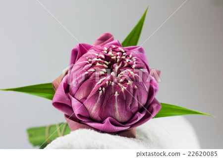 pink lotus flower on white background pink lotus flower on white background 22620085