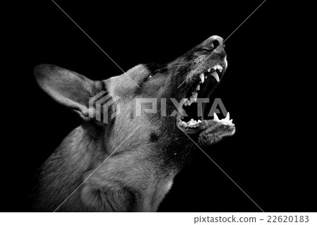 Angry dog on dark background Angry dog on dark background 22620183