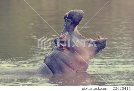 Hippo family Hippo family 22620415