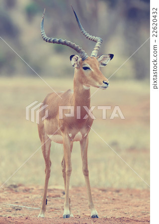 Impala Impala 22620432