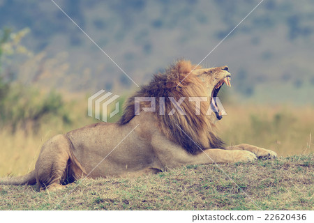 Lion 22620436