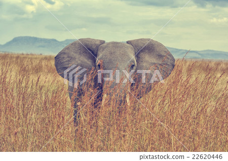 Elephant 22620446
