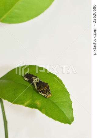 Swallowtail butterfly 3rd instar larva and mandarin orchid white background Swallowtail butterfly 3rd instar larva and mandarin orchid white background 22620680