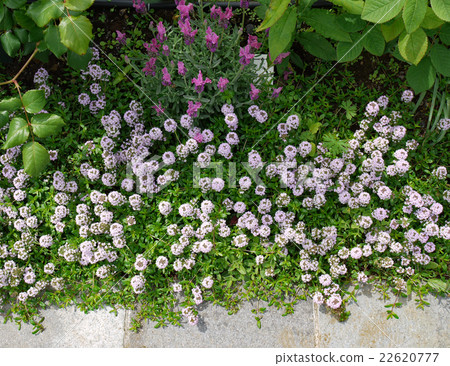 Herb Garden Herb Garden 22620777