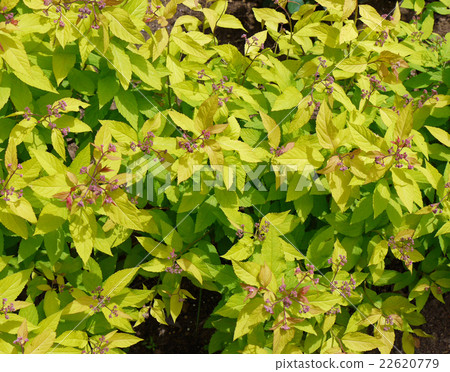 Scutellaria radix 22620779