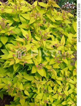 Scutellaria radix 22621188