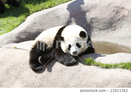 Panda 22621362