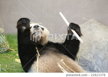 Panda Panda 22621378