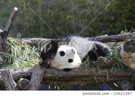 Panda Panda 22621387