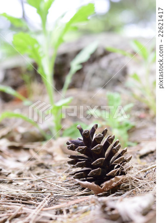 Pine cone in the forest Pine cone in the forest 22621417