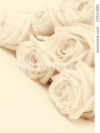 Beautiful white roses toned in sepia Beautiful white roses toned in sepia 22621666