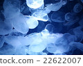 Shining jellyfish 22622007