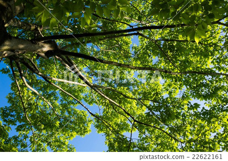 Fresh green 22622161