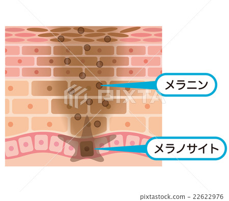皮膚結構Simmelanin 22622976