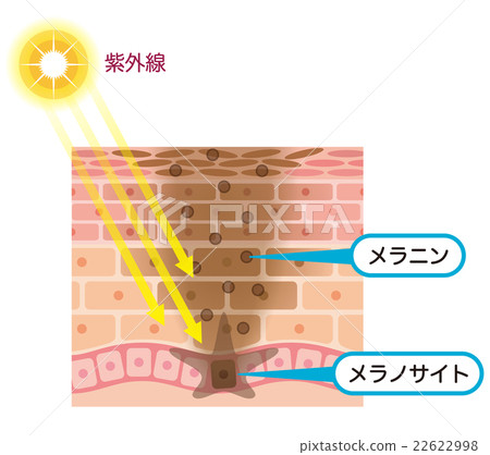 皮膚結構Simmelanin 皮膚結構Simmelanin 22622998