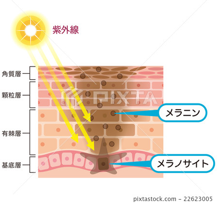 皮膚結構Simmelanin 22623005