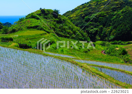 春日的水稻梯田水淹景觀 春日的水稻梯田水淹景觀 22623021