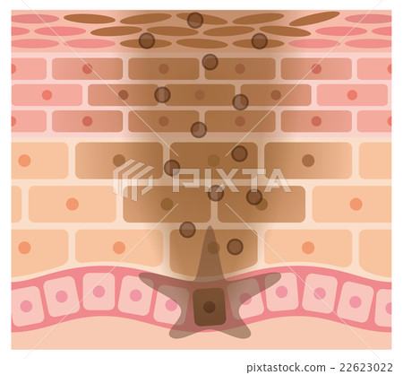 皮膚結構Simmelanin 22623022