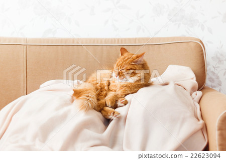 Cute ginger cat lying on a beige couch. Cute ginger cat lying on a beige couch. 22623094