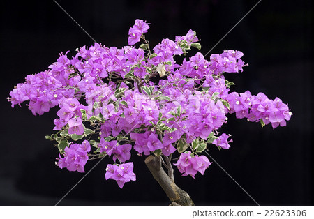 Bougainvillea bloom  22623306