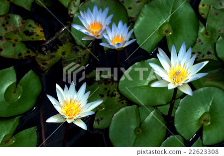 Lotus Flower in a pond (flor) 22623308