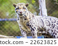 Leopard cat in zoo (Prionailurus bengalensis) 22623825