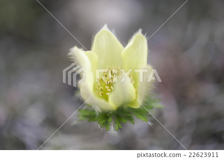 Tsukkomogusa 22623911