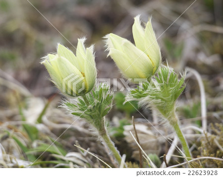 Tsukumogusa Tsukumogusa 22623928