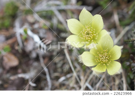 Tsukumogusa Tsukumogusa 22623966