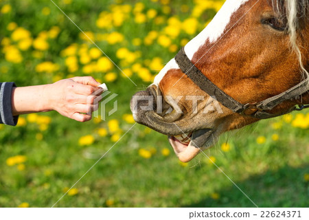 beautifulhorse on a meadow 22624371