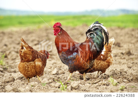 free-range chicken and a handsome rooster 22624388