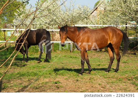 beautifulhorse on a meadow beautifulhorse on a meadow 22624391