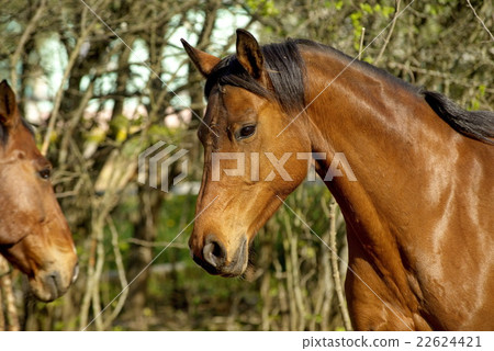 beautifulhorse on a meadow 22624421
