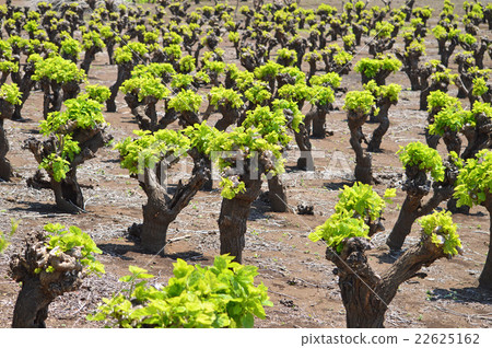 桑園 桑園 22625162