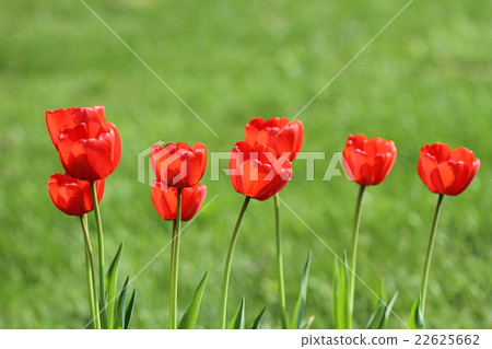 春天，盛開的紅色鬱金香 22625662