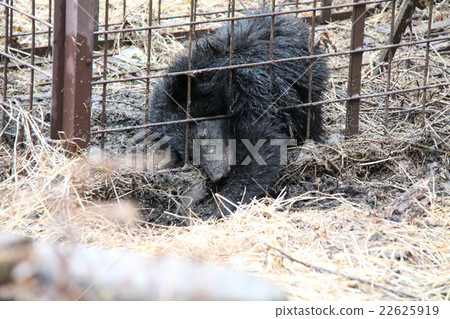 Baby bear wreaking Baby bear wreaking 22625919