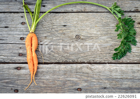 Ugly baby carrot on barn wood Ugly baby carrot on barn wood 22626091