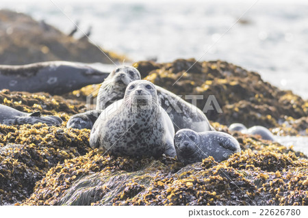 Zenigata Seals 10 22626780