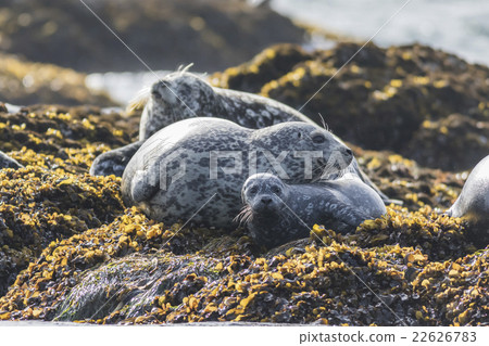 Zenigata Seals 13 22626783