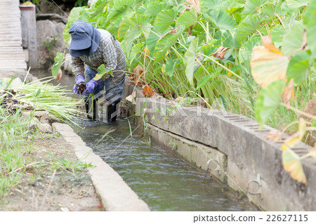 Turnm Harvest 22627115